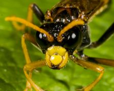 Bladhveps tenthredo campestris